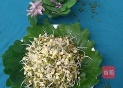 自制绿豆芽的做法图解11