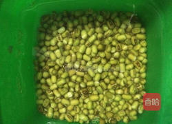发绿豆芽的做法图解1