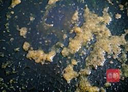 红烧鸡肉的做法图解6