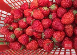 水果蛋糕的做法图解4