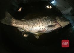 炖鲫鱼汤的做法图解3