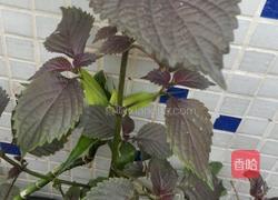 凉拌紫苏叶的做法图解1