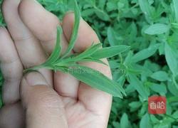 蒸菜的做法图解1