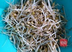 自制绿豆芽的做法图解7