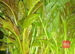 腌制香椿芽的做法图解1