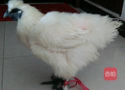 土鸡炖墨鱼的做法图解1