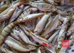 红烧小河鱼的做法图解1