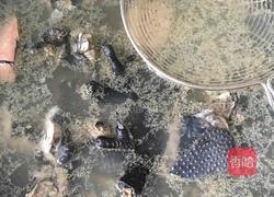 乌鸡炖茶树菇的做法图解1