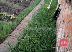 东北特色韭菜合子的做法图解1