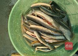 香辣泥鳅的做法图解1