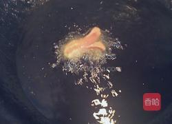 脆皮小章鱼的做法图解5