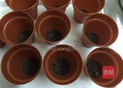 奥利奥盆栽慕斯的做法图解8