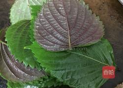 蒜蓉豆豉紫苏炒花甲的做法图解3