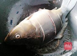 啤酒烧鲤鱼的做法图解4