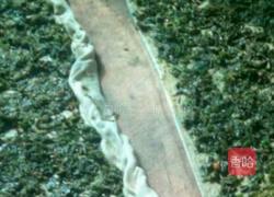 陕西滋卷的做法图解3