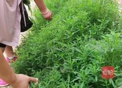 蒸野菜(扫帚苗子)的做法图解1