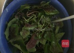 蒜茸红苋菜的做法图解1
