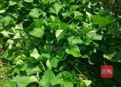 清炒苕尖的做法图解1