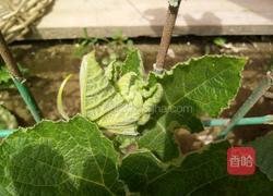 清炒南瓜叶的做法图解1