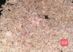 鲜肉茴香水饺的做法图解3