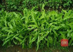 蒜香蚝汁油麦菜的做法图解1