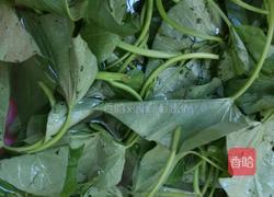 蒜蓉炒红薯叶的做法图解1