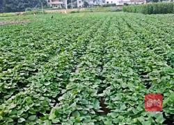 蒸小红薯的做法图解1