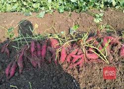 蒸小红薯的做法图解2