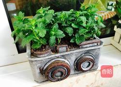 莫吉托mojito的做法图解2