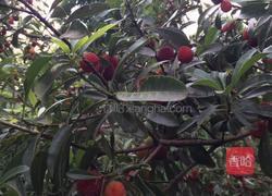 杨梅饮料的做法图解1