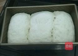 中种牛奶土司的做法图解11