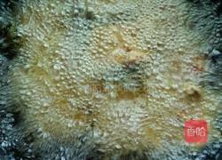 家菜＊炸肉片的做法图解7