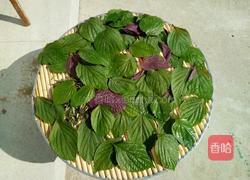 紫苏美容养生茶的做法图解1