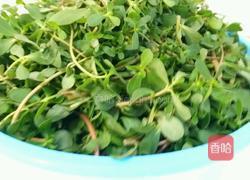 凉拌马齿苋的做法图解2