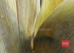 糯米红枣粽子的做法图解4