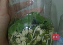 自制豆芽的做法图解7