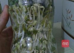 自制豆芽的做法图解9