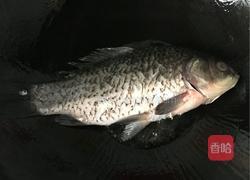 番茄鲫鱼汤的做法图解4