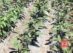 东北扒茄子土豆的做法图解1