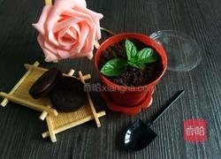 酸奶盆栽的做法图解5