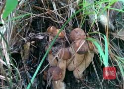 香辣乔巴菌的做法图解1