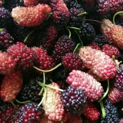 桑葚酿酒的做法[图]