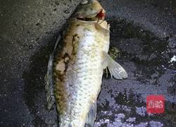 鲫鱼豆腐汤的做法图解2