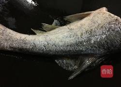 鱼尾节瓜夜兰花汤的做法图解4