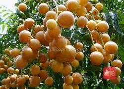 甘草黄皮干的做法图解1