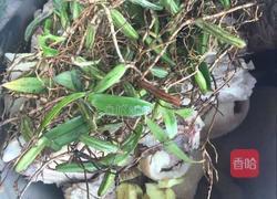 石橄榄老鸭汤的做法图解4