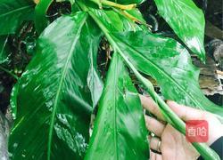 柴火土鸡的做法图解5