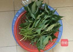 炝炒番薯叶的做法图解1