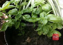 罗勒意面的做法图解1