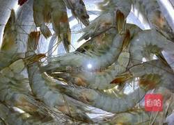 水煮麻辣大虾的做法图解1